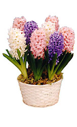Ready to Grow Hyacinths Basket from Flowers All Over.com 