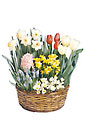 Ready to Grow Large Assorted Basket