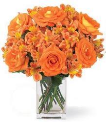 Flash Sale<br>Burst of Orange Roses<BR><B>Free Delivery!! from Flowers All Over.com 