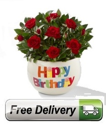 Happy Birthday Rose Plant<BR><B>FREE NEXT DAY DELIVERY</B> from Flowers All Over.com 