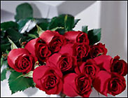 12 Red Roses Hand tied (no vase)