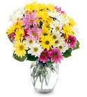 Mixed Spring Daisy Vase