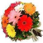 Mixed Gerbera Bouquet