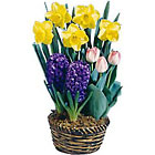 Ready to Grow Spring Assorted Bulb Basket
