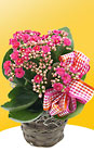 Calandiva in 4-inch Basket