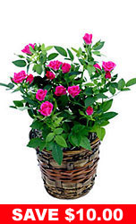 Pink Miniature Rose Plant in Basket
