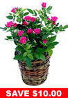 Pink Miniature Rose Plant in Basket