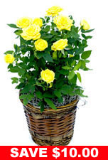 Yellow Miniature Rose Plant in Basket