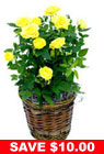 Yellow Miniature Rose Plant in Basket