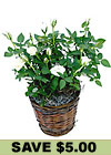 White Miniature Rose Plant in Basket