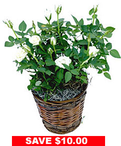 White Miniature Rose Plant in Basket