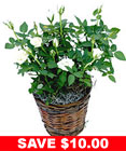 White Miniature Rose Plant in Basket