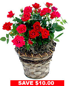 Red Miniature Rose Plant in Basket