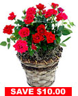 Red Miniature Rose Plant in Basket