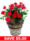 Red Miniature Rose Plant in Basket