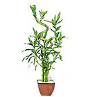 Deluxe Lucky Bamboo