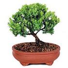 Green Mound Juniper Bonsai
