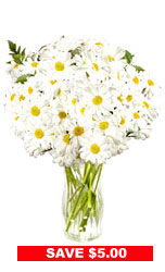 Snow White Daisies
