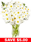 Snow White Daisies In Vase