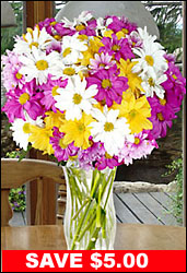 Spring Chrysanthemums