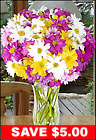 Spring Chrysanthemums