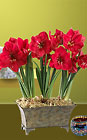 Ready to Grow Red Amaryllis in Metal Planter