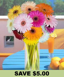Mixed Gerbera Daisies 