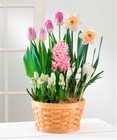 Ready to Grow Mixed Assortment in 8-Inch Basket