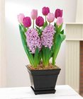 Ready to Grow Purple Assortment in Ceramic Planter
