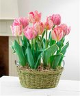 Ready to Grow Pink Tulips in Rope Basket