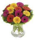 Perfect Gift (Mixed Gerbera)