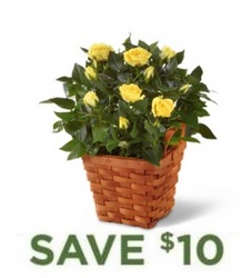 Yellow Miniature Rose Plant<BR> in Basket from Flowers All Over.com 