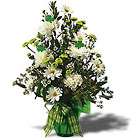 /images/T56-3lg.jpg Irish Eyes Are Smiling!
