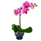 /images/T8372lg.jpg Purple Phaleanopsis Orchid