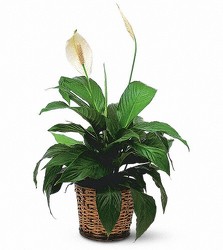 Medium Peace Lily in Basket<br><b>FREE DELIVERY from Flowers All Over.com 