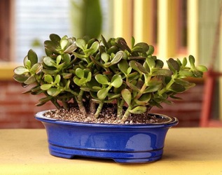 Jade Bonsai