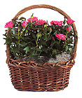 Rose Garden Basket