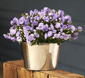 Spring Bells Campanula