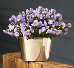 Spring Bells Campanula