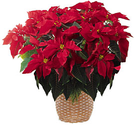 Holiday Poinsettia<br>Large<br>(8