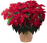 Holiday Poinsettia<br>Large<br>(8