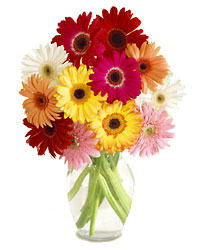 Gerbera Daisy Bouquet 
