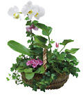 China- Arrangement of Plants