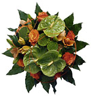 Bouquet Mixed Cut Flowers