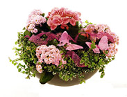 Finland- Arrangment of Plants
