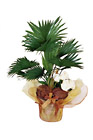 Lebanon- Plant Arrangement