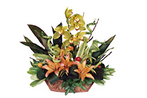 Lebanon- Seasonal Arrangement