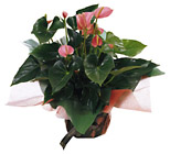 Greece- Anthurium