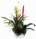 Hungary- Arrangement of Plants