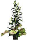 Italy- Arrangement of Cut Flowers